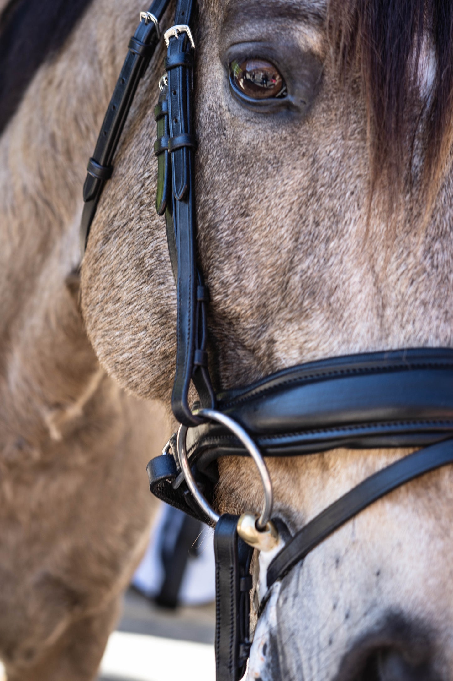 Crimson Elegance Dressage Bridle