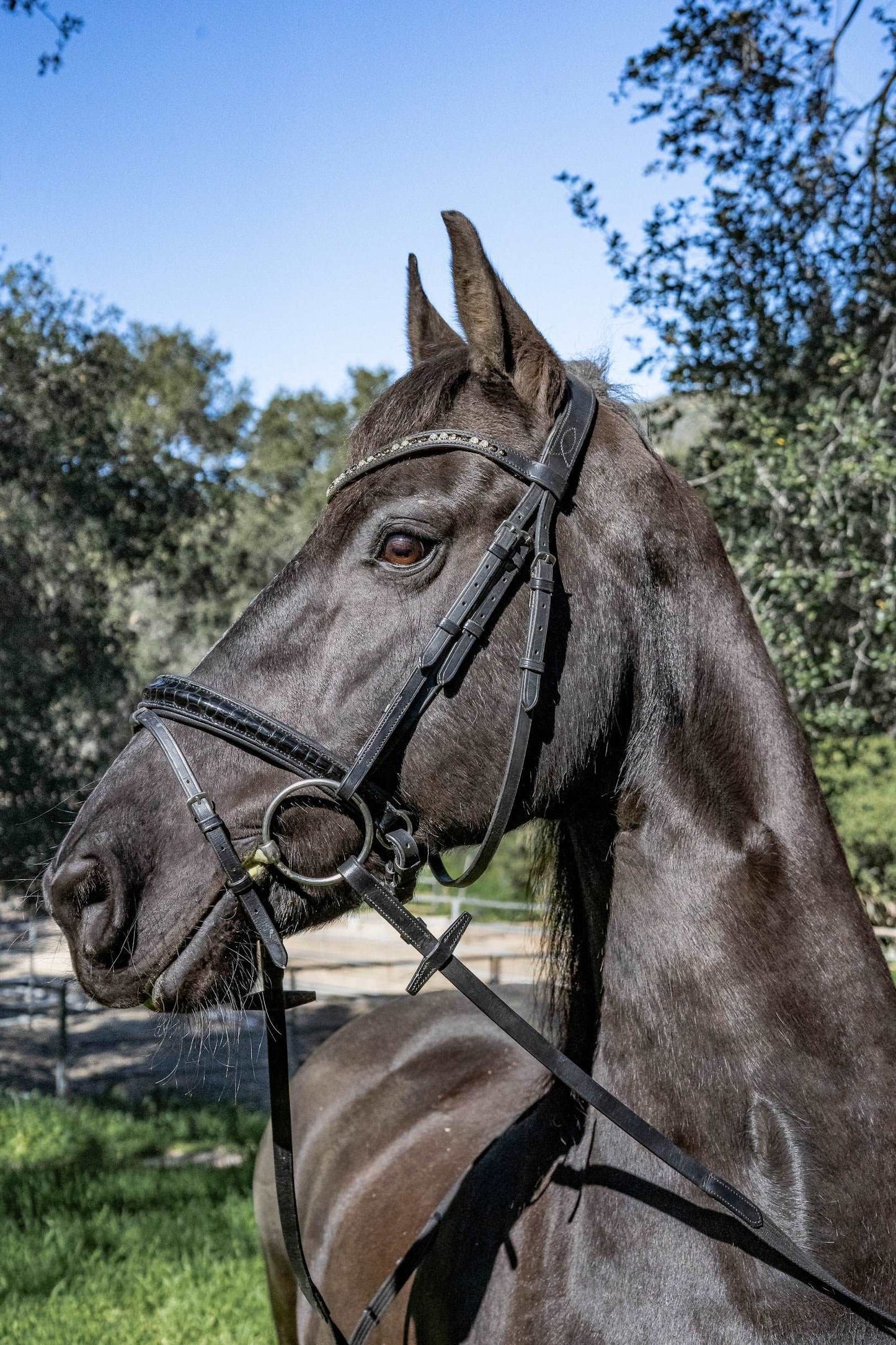 Ebony and Ivory Croc Bridle