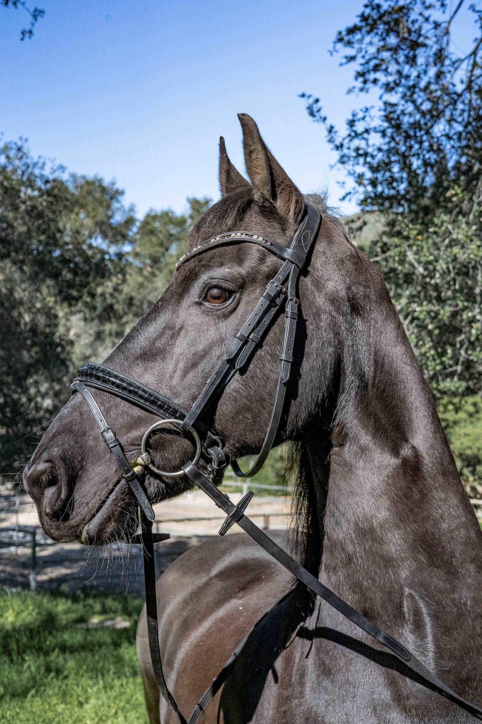 Ebony and Ivory Croc Bridle
