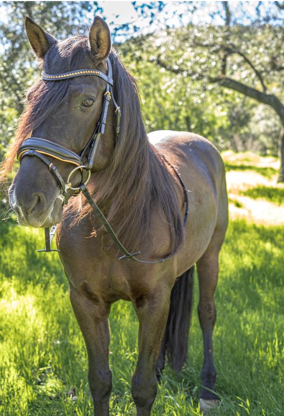Rose Gold Radiance Bridle