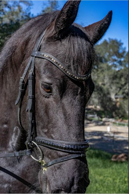 Ebony and Ivory Croc Bridle