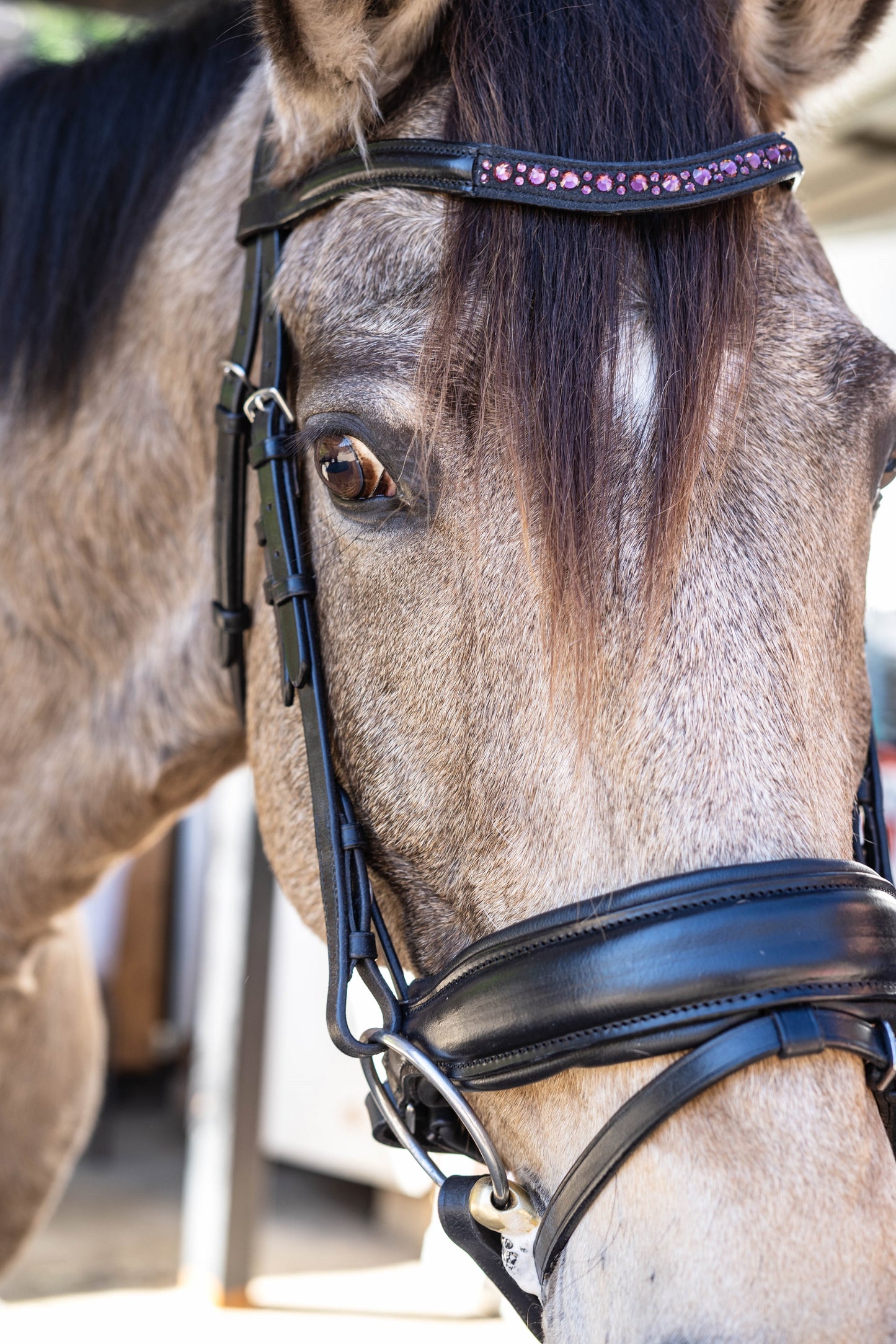 Crimson Elegance Dressage Bridle