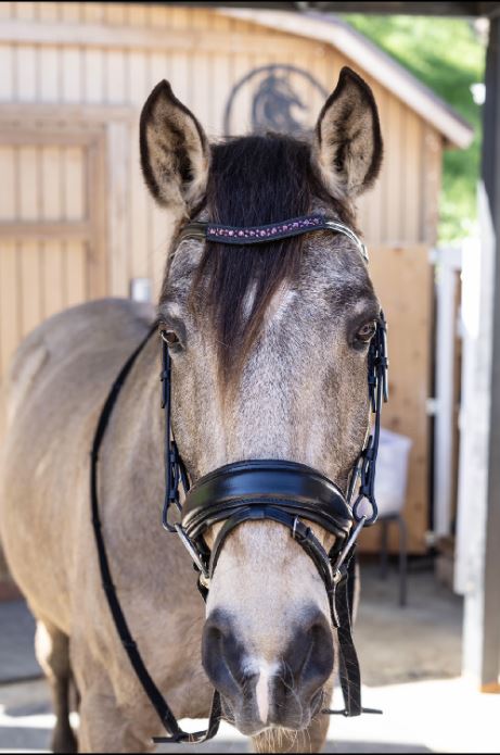 Crimson Elegance Dressage Bridle